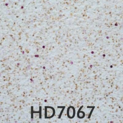 Hd7067